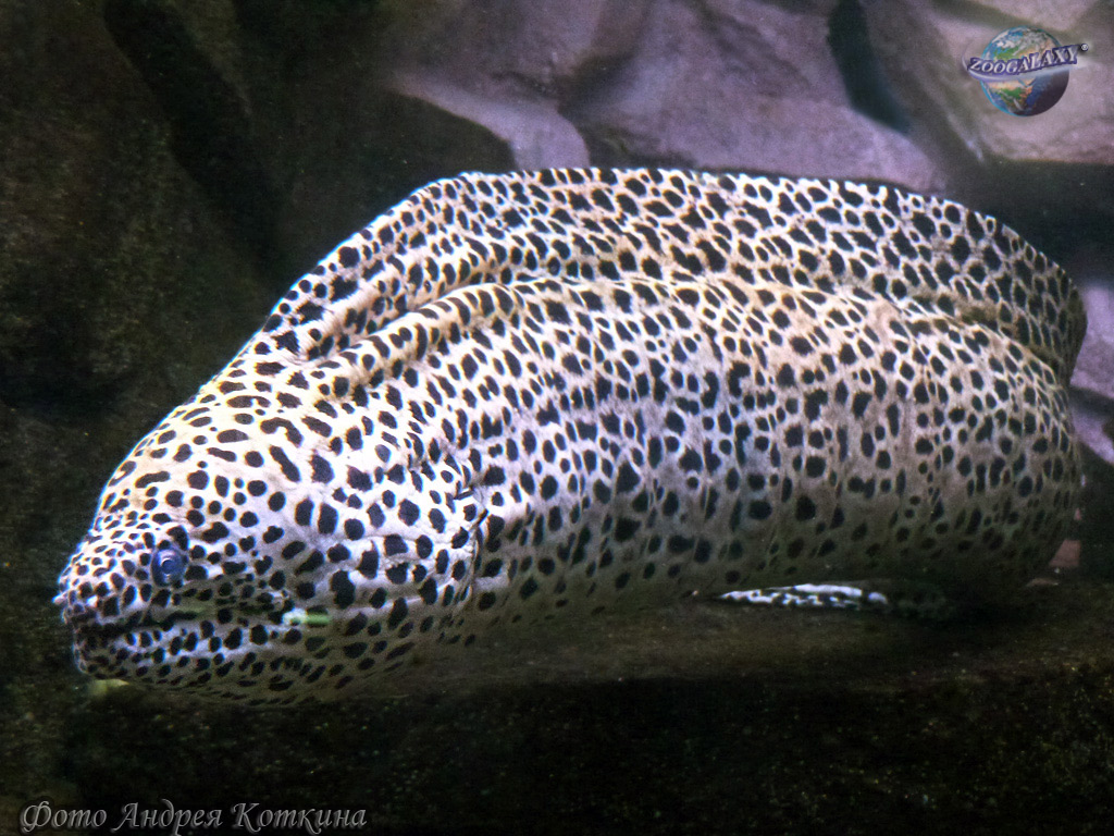 Jinsiy aloqa elementlari bilan urush filmlar